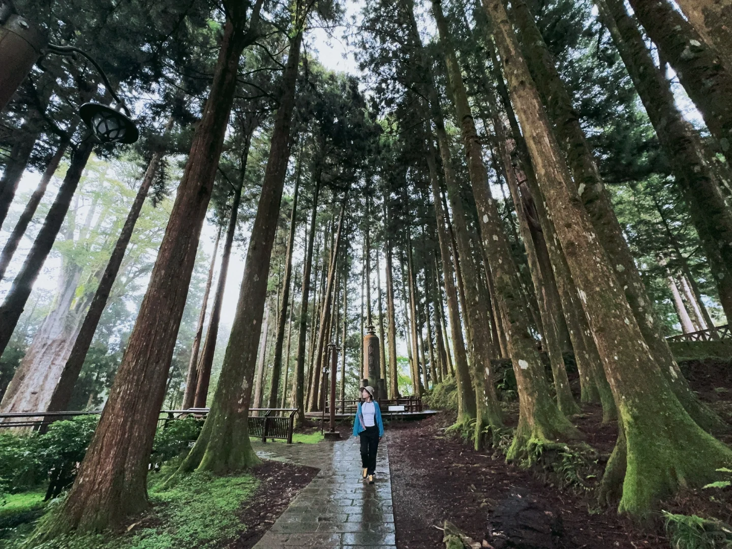 阿里山｜女生独行当日往返｜交通、景点、装备