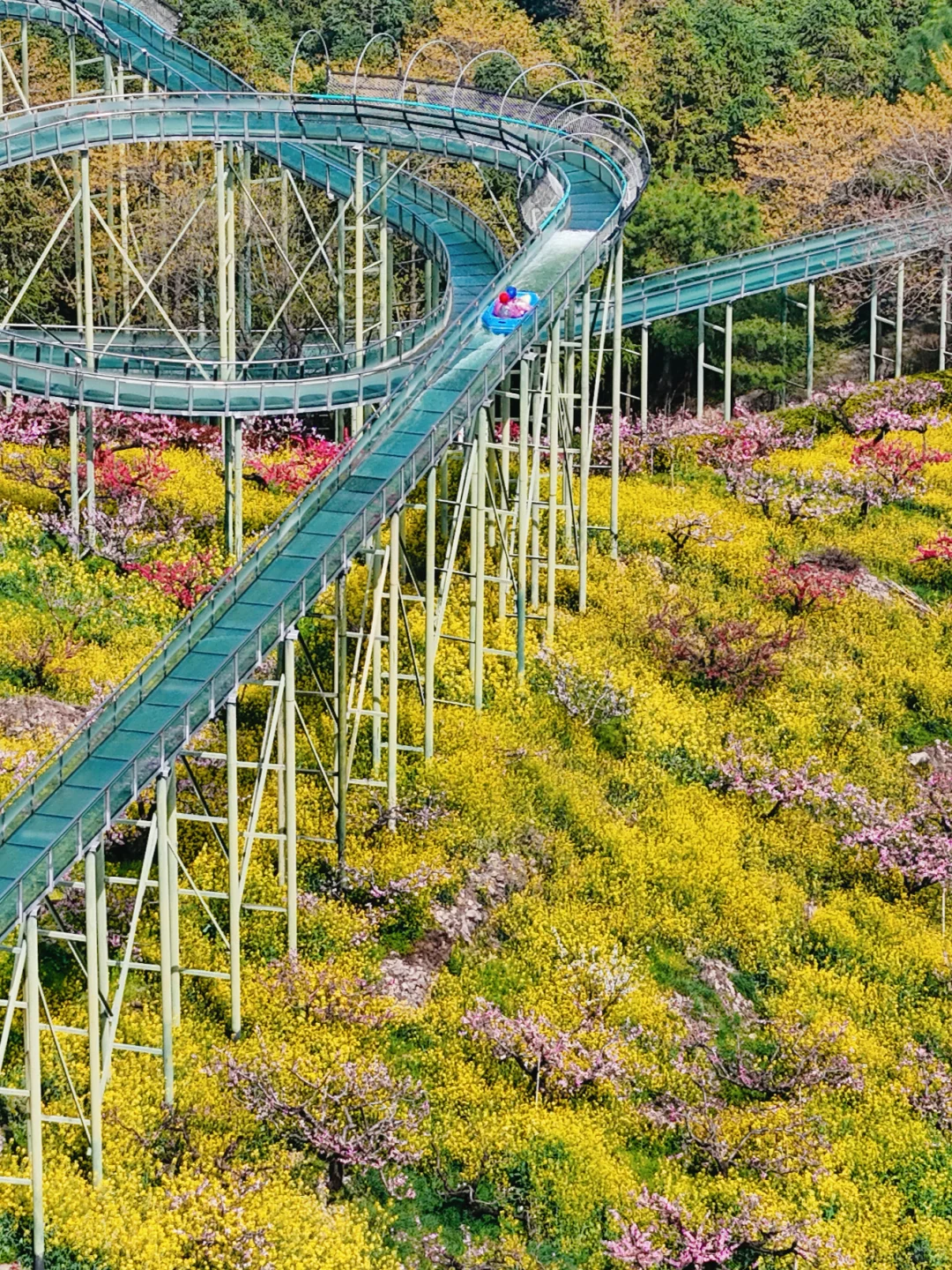 杭州出发1小时，坐上开往春天的花海小火车