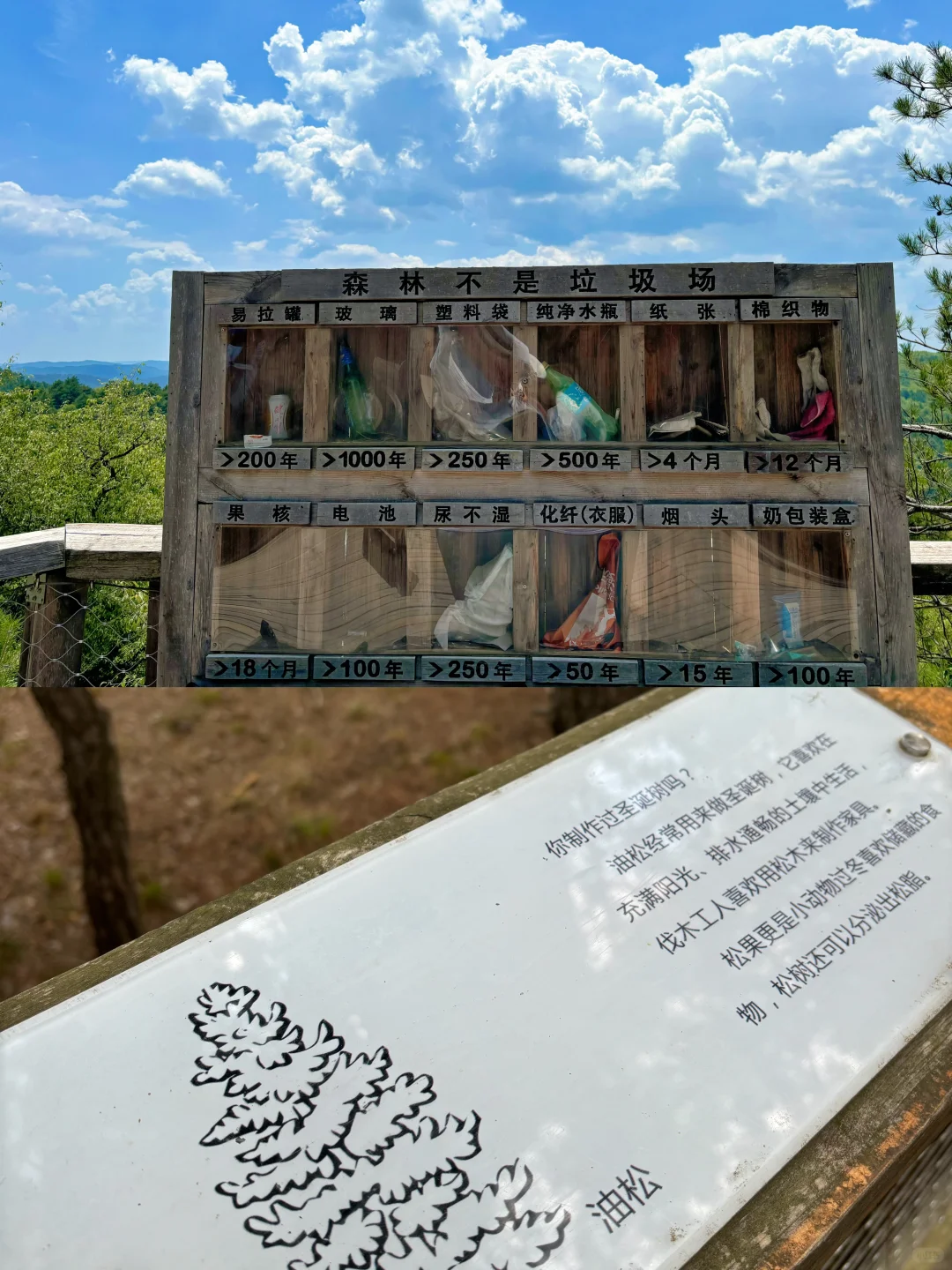 陕西被低估的景区❗丛林过山车🎢森林大滑梯