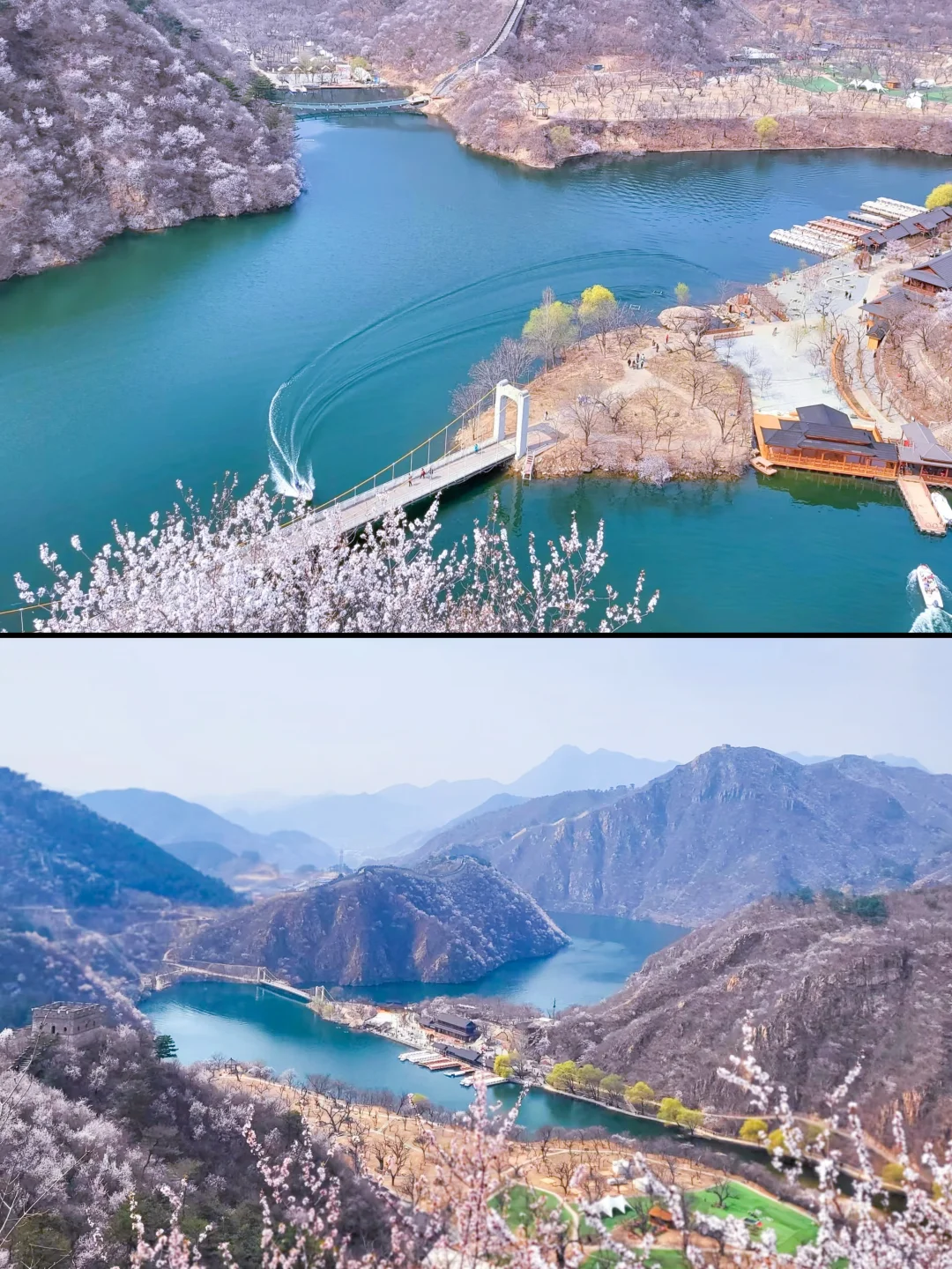 🌸北京最美长城-黄花水长城 🌸赏花攻略来咯