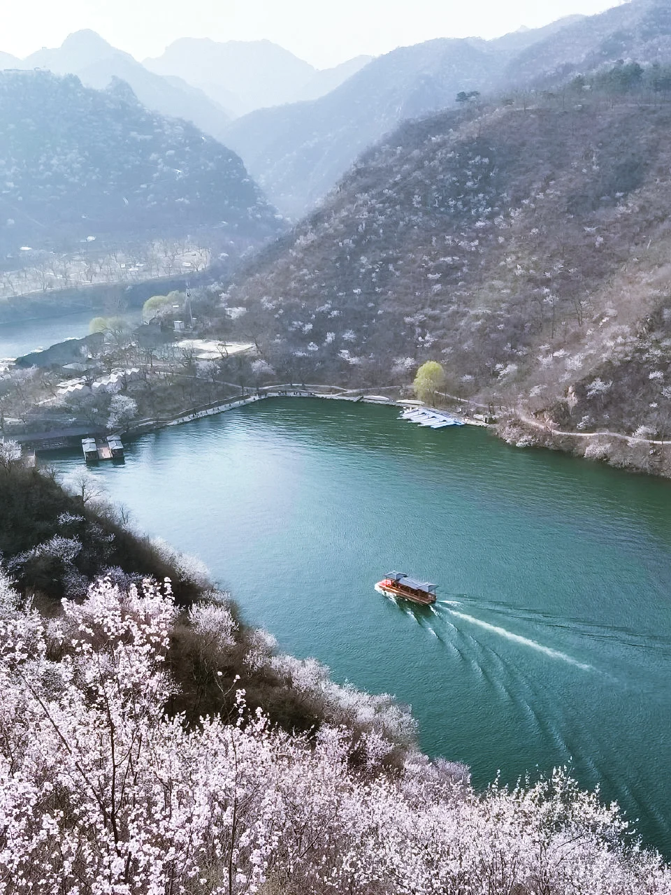 🌸北京最美长城-黄花水长城 🌸赏花攻略来咯