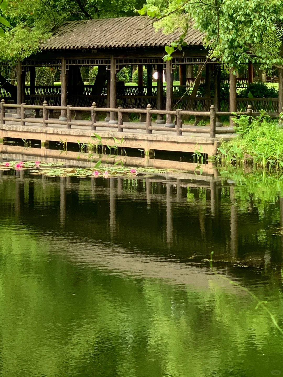 在武汉花的最值的13块钱🌲……