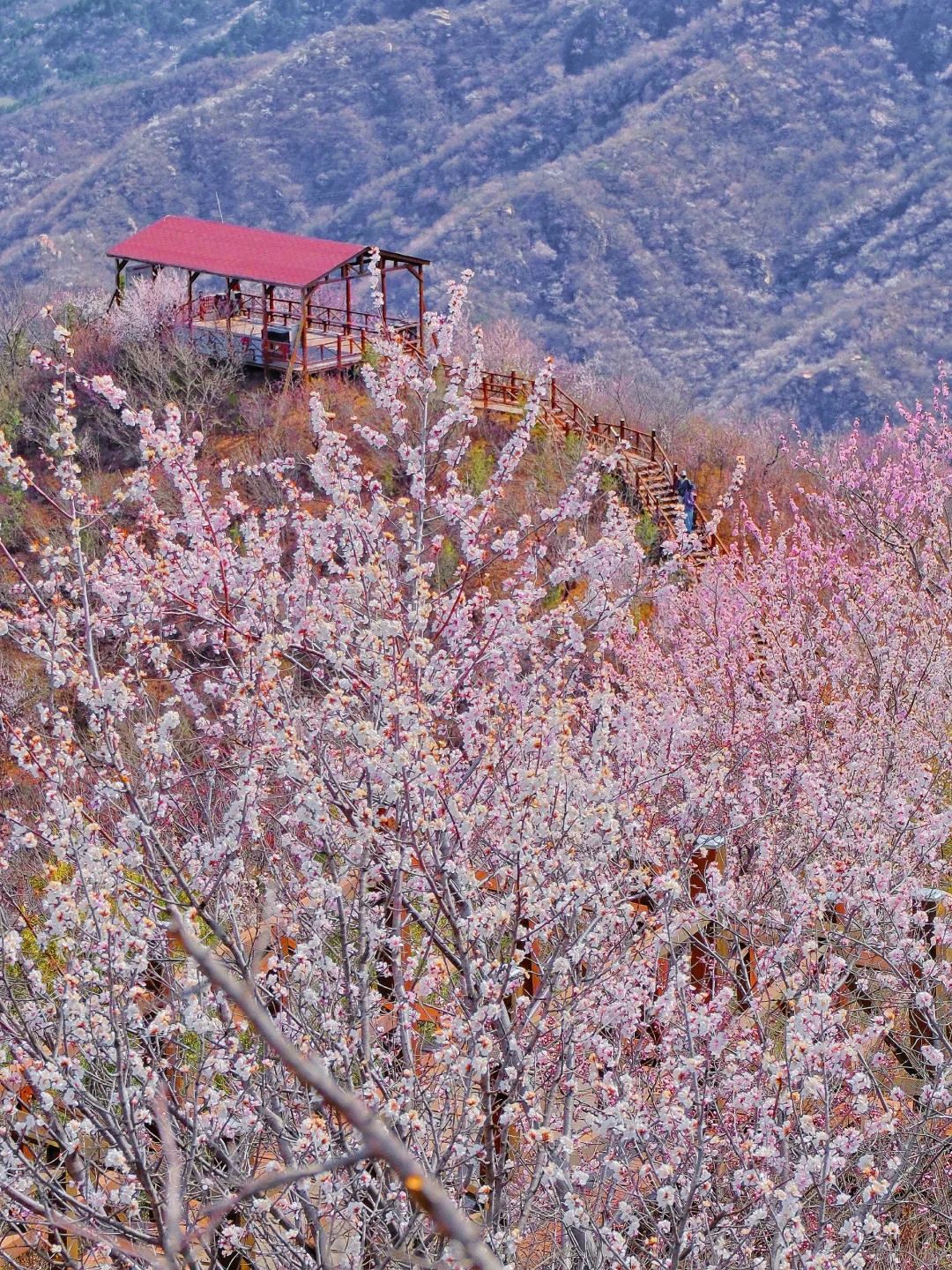 4.1实况🚗1.5h|绝美赏花栈道🌸美得不像话