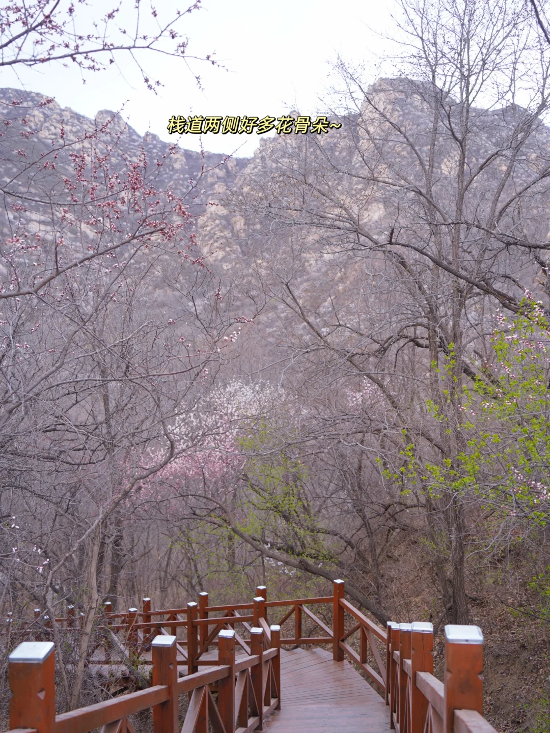 4.1实拍！京郊新开超美赏花栈道，附攻略