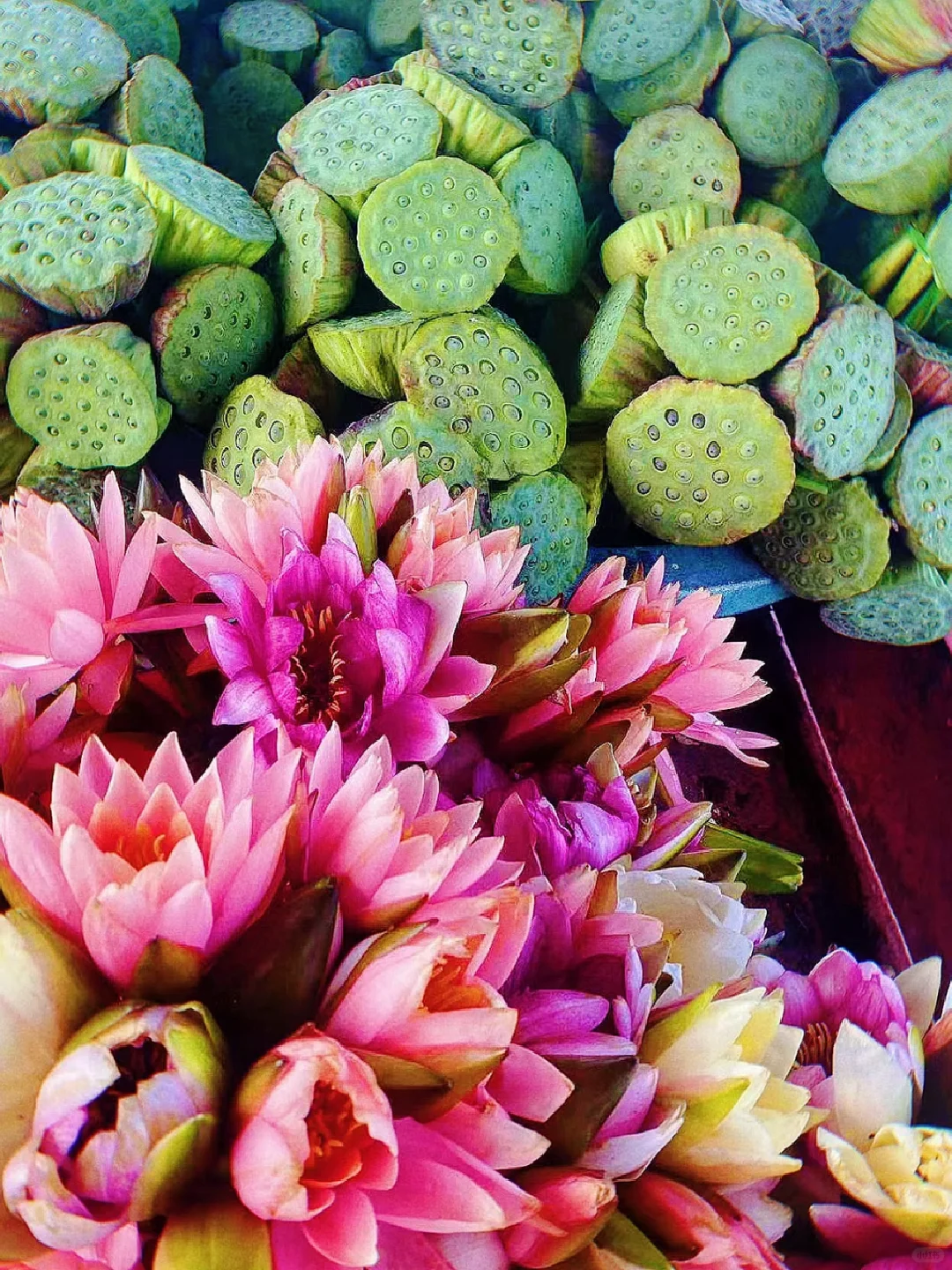 【冀】→ 保定·白洋淀