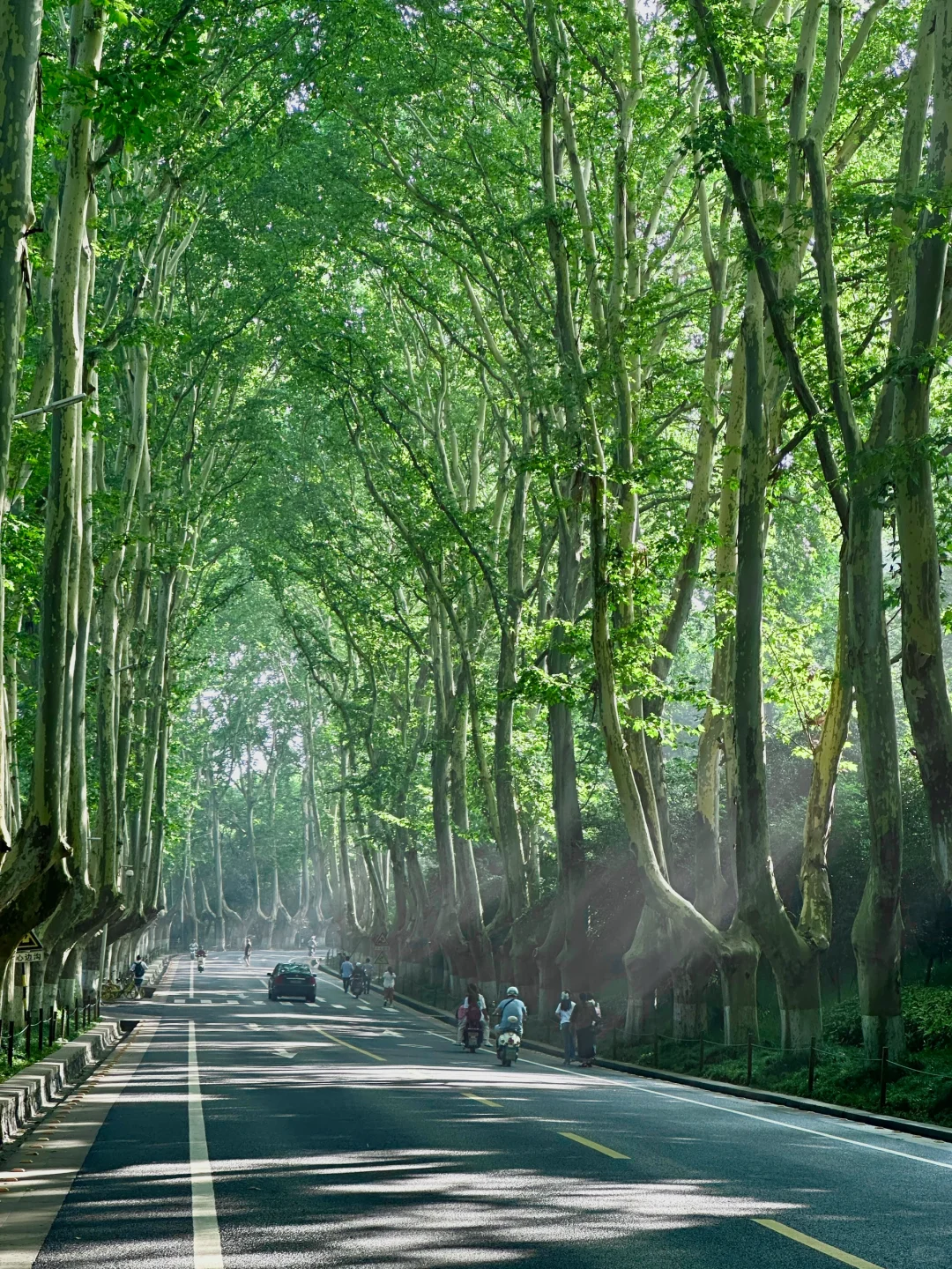 live！夏天的梧桐大道永远是封神的存在