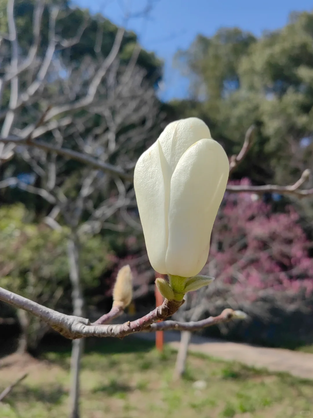 今日上方山森林公园实况猴子很多郁金香
