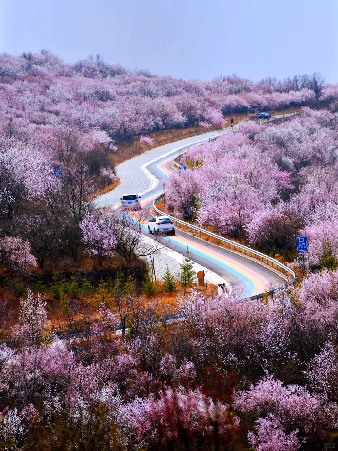 🌸【宁夏全年赏花地图｜承包你一整年的浪漫