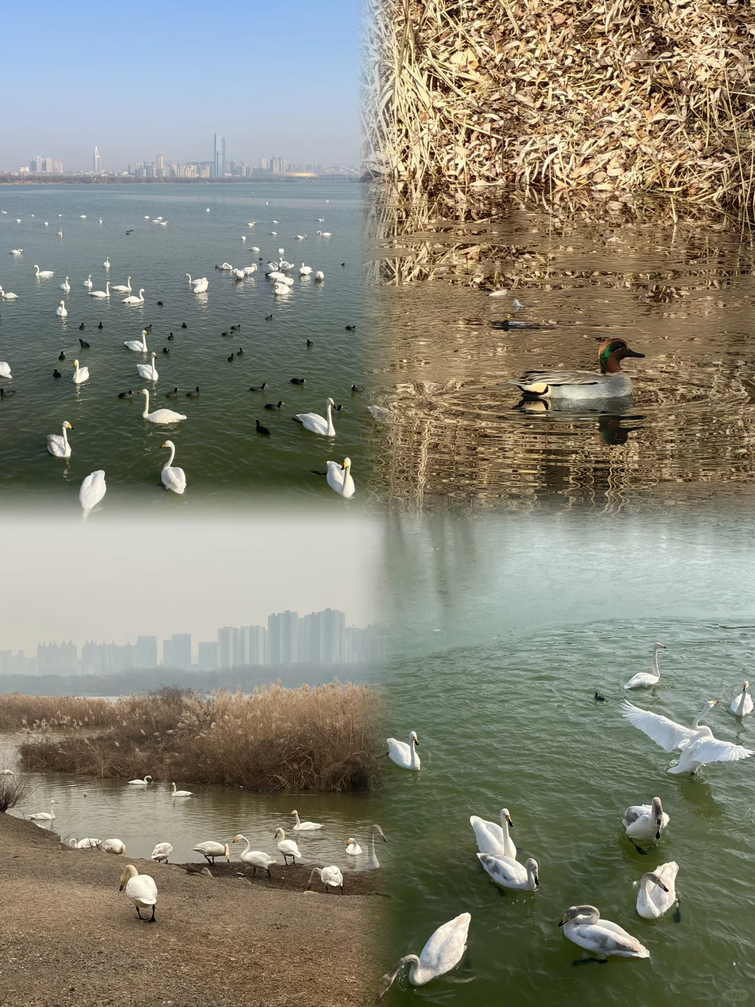 三门峡周末两日游