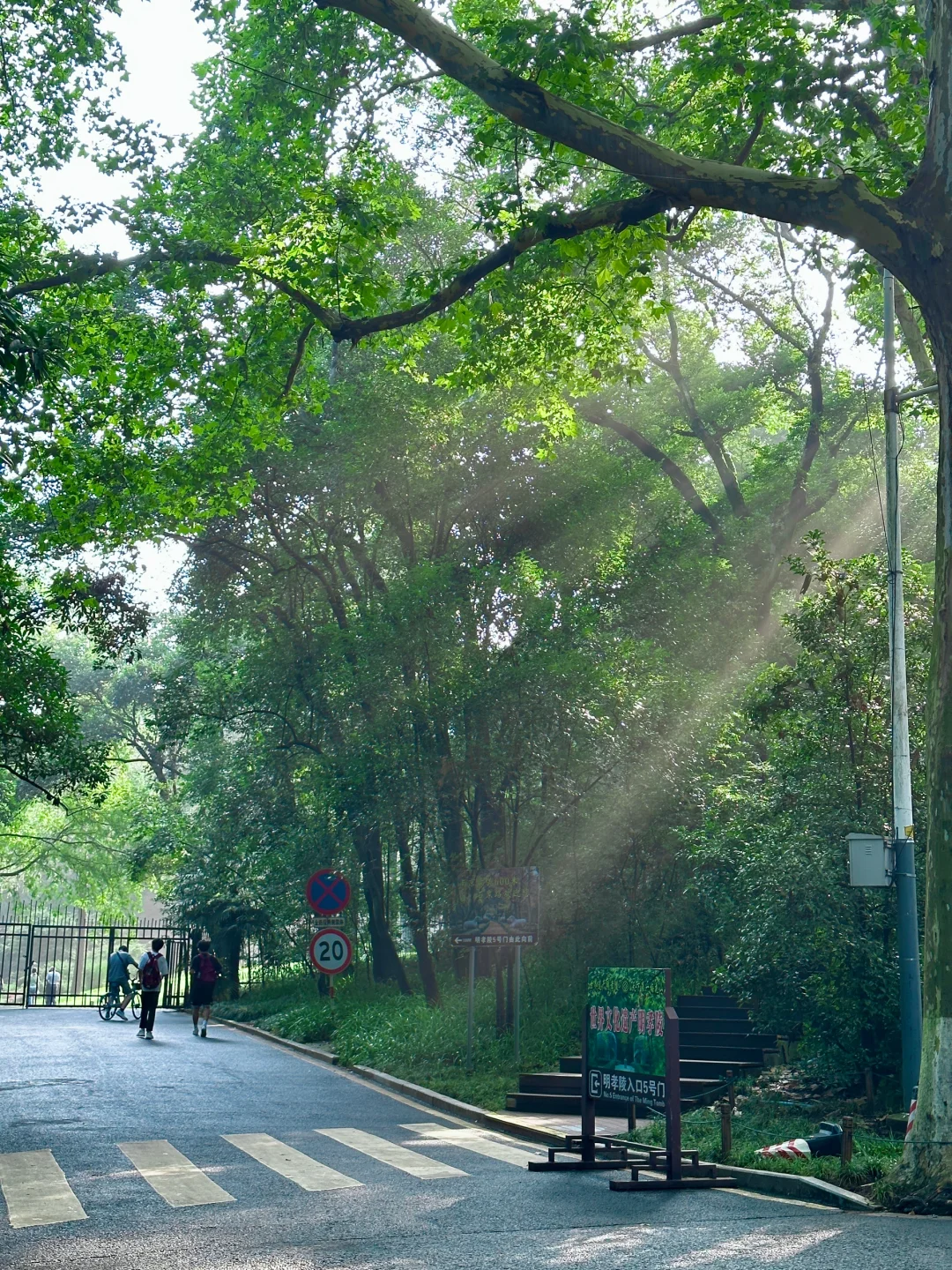 live！夏天的梧桐大道永远是封神的存在