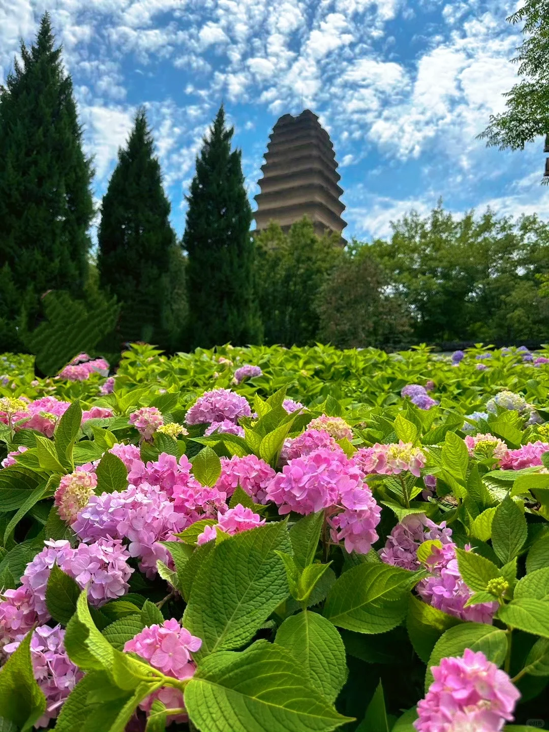 接下来！西安春天是这样的🌷含18个打卡地