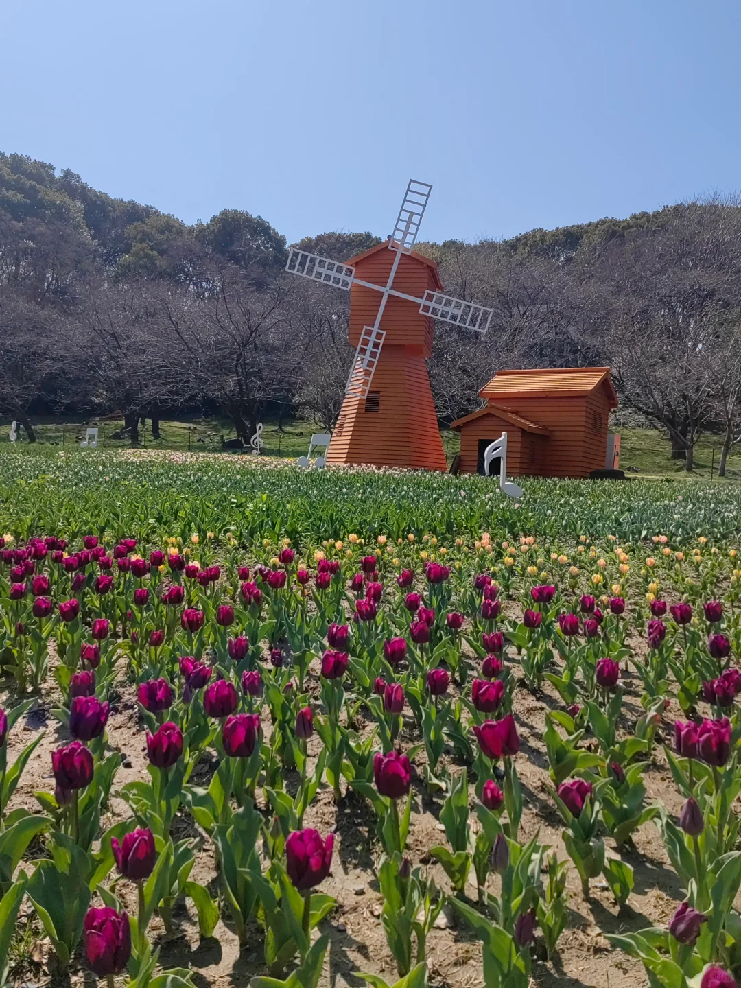 今日上方山森林公园实况猴子很多郁金香