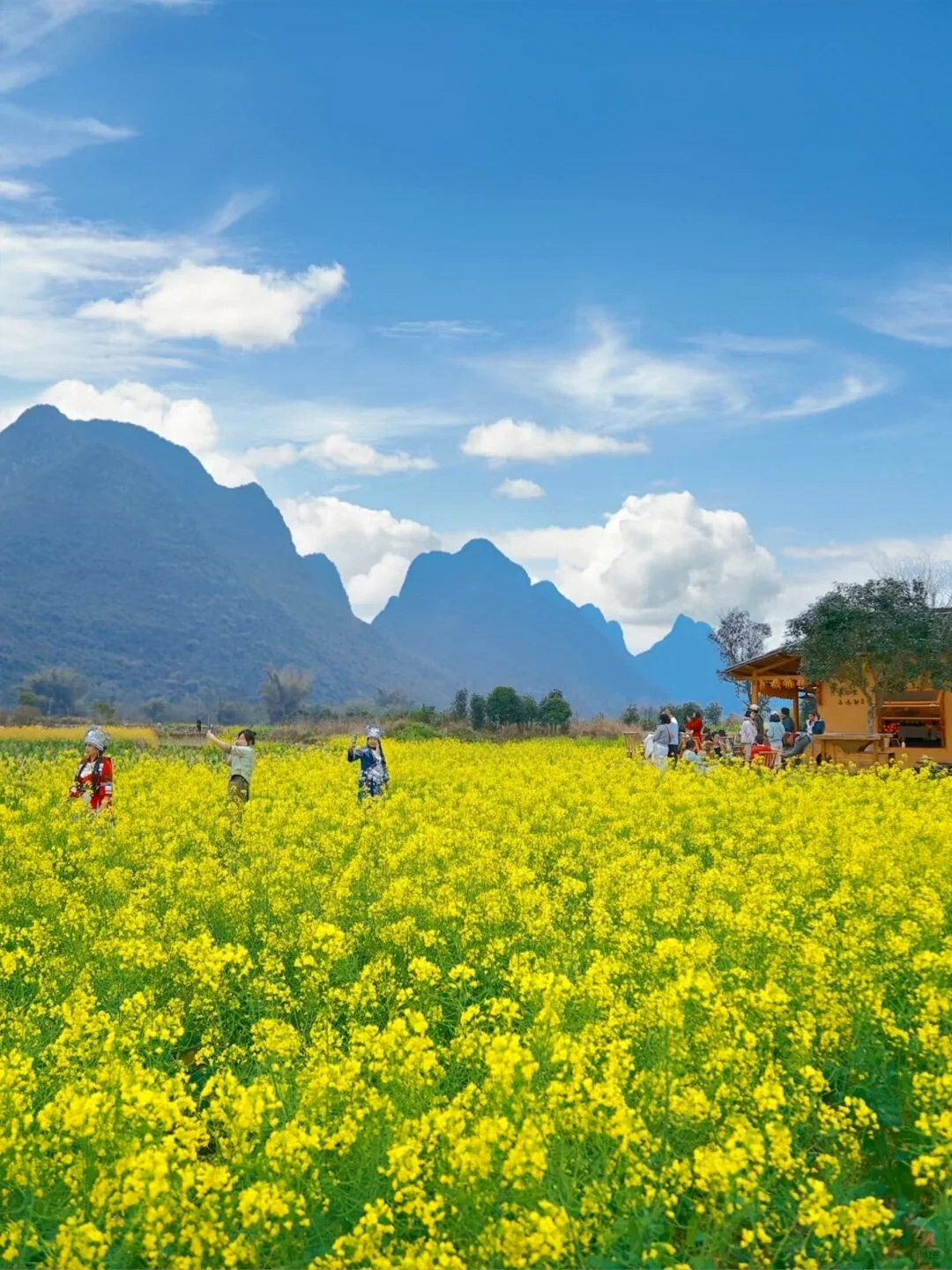 清明节看油菜花，阳朔后劲真的太大了