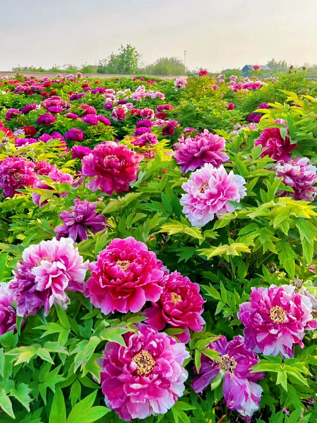 接下来！西安春天是这样的🌷含18个打卡地