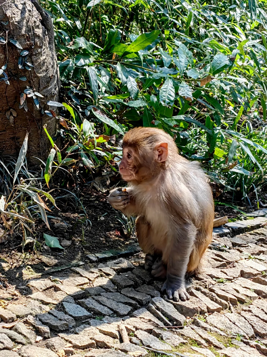 今日上方山森林公园实况猴子很多郁金香