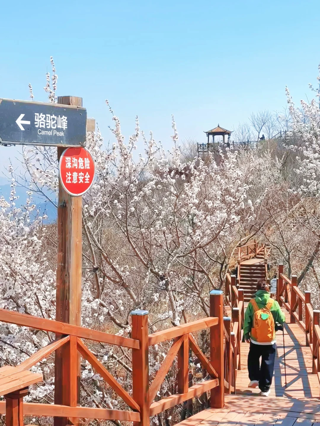 4.1实况🚗1.5h|绝美赏花栈道🌸美得不像话