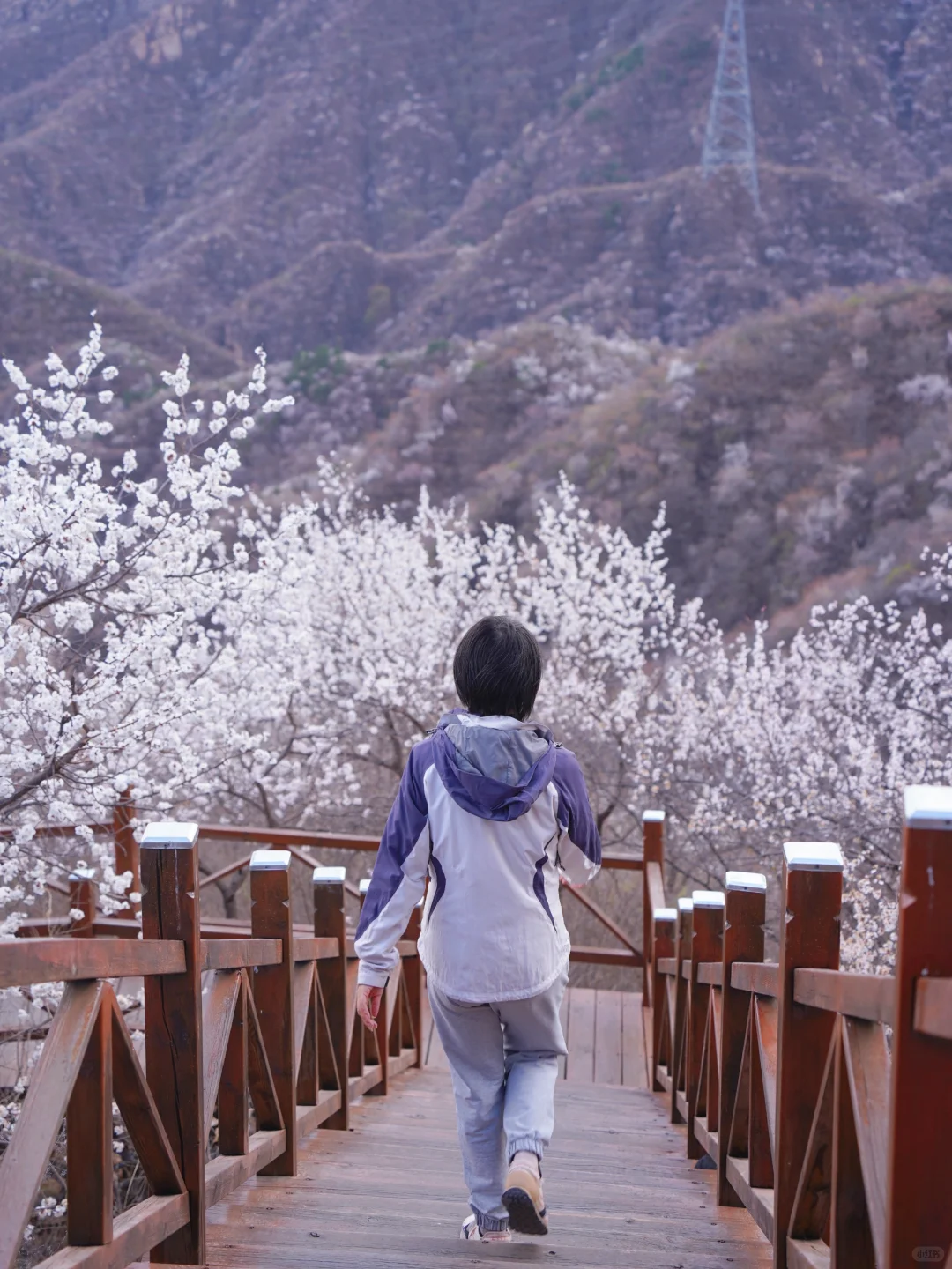 4.1实拍！京郊新开超美赏花栈道，附攻略