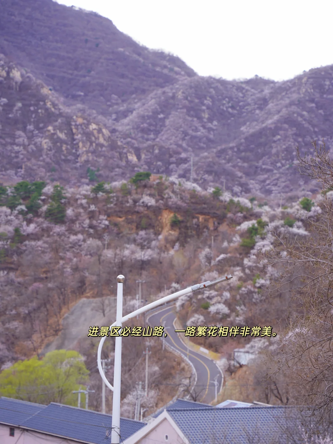 4.1实拍！京郊新开超美赏花栈道，附攻略