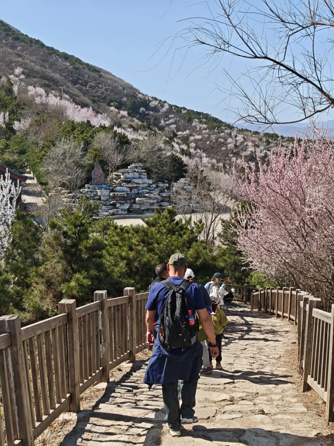 🌸京郊桃花秘境粉色暴击！戒台寺步道