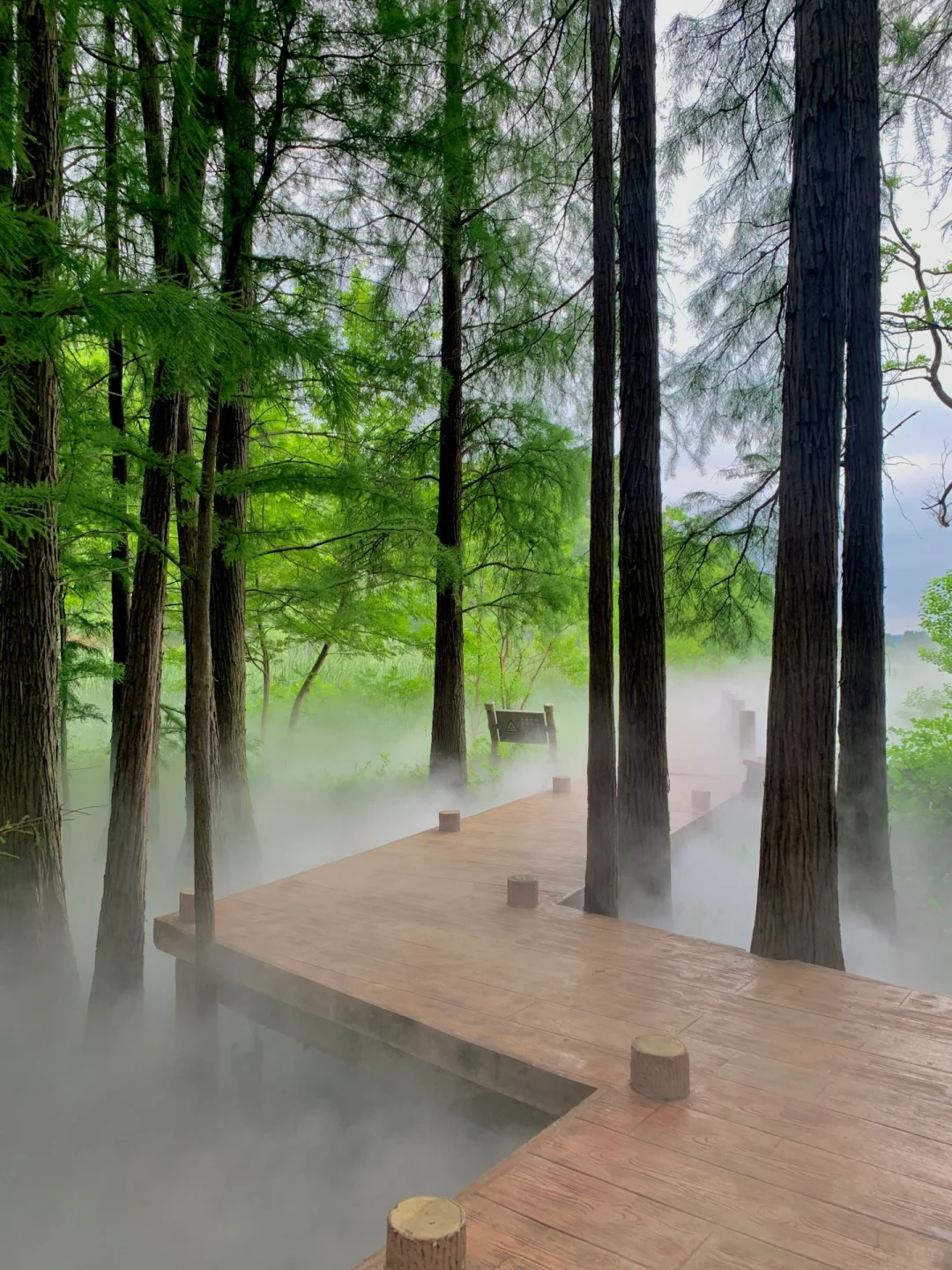 在武汉花的最值的13块钱🌲……