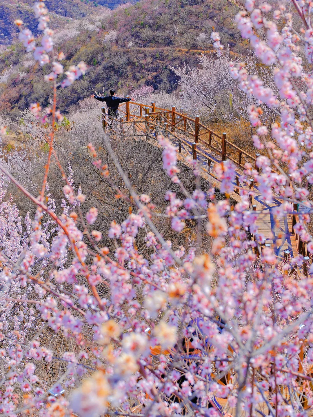 4.1实况🚗1.5h|绝美赏花栈道🌸美得不像话