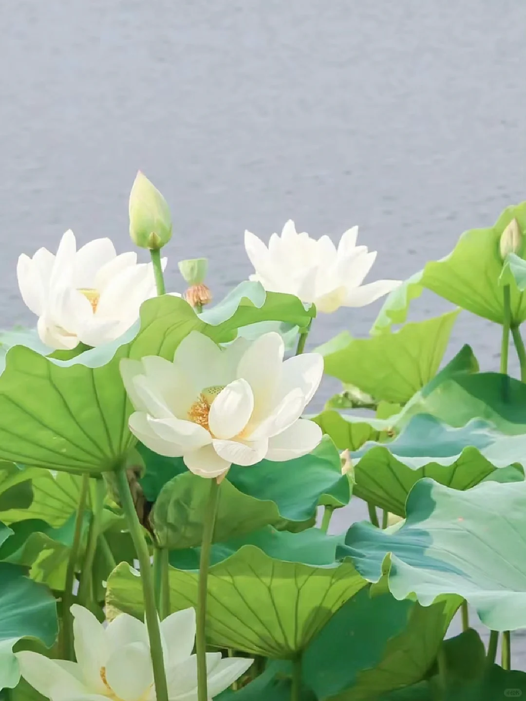 【冀】→ 保定·白洋淀