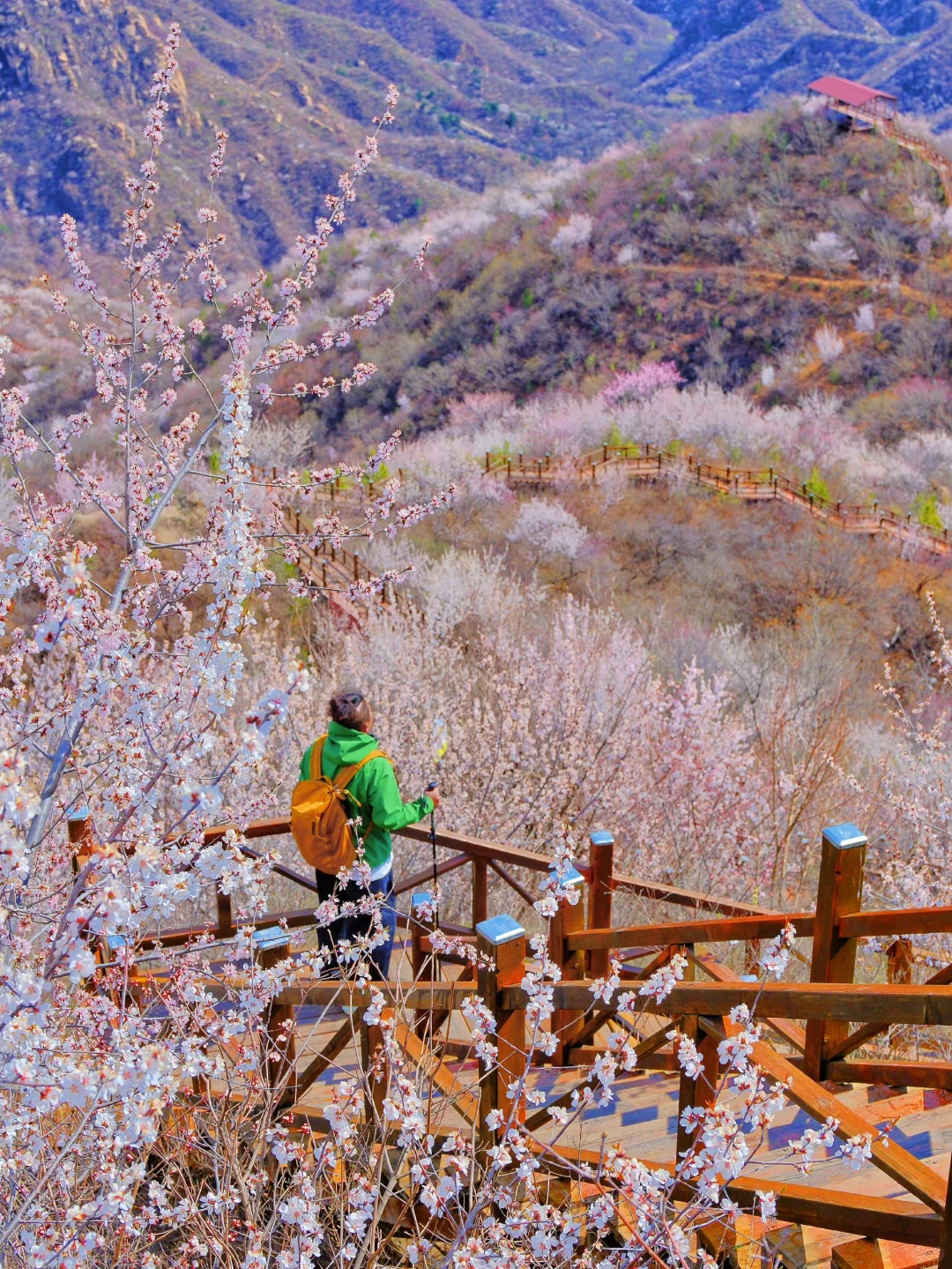 4.1实况🚗1.5h|绝美赏花栈道🌸美得不像话