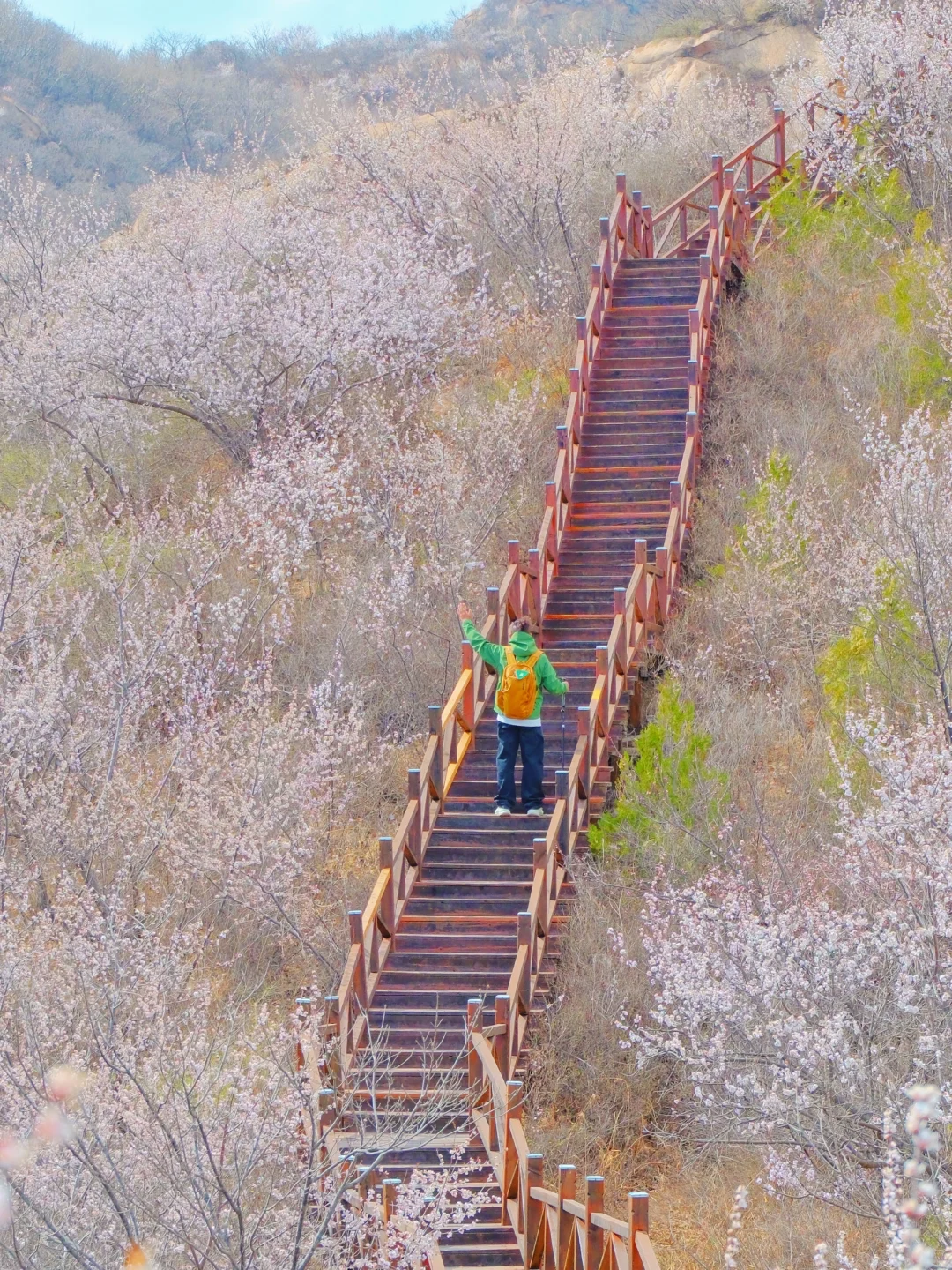 4.1实况🚗1.5h|绝美赏花栈道🌸美得不像话