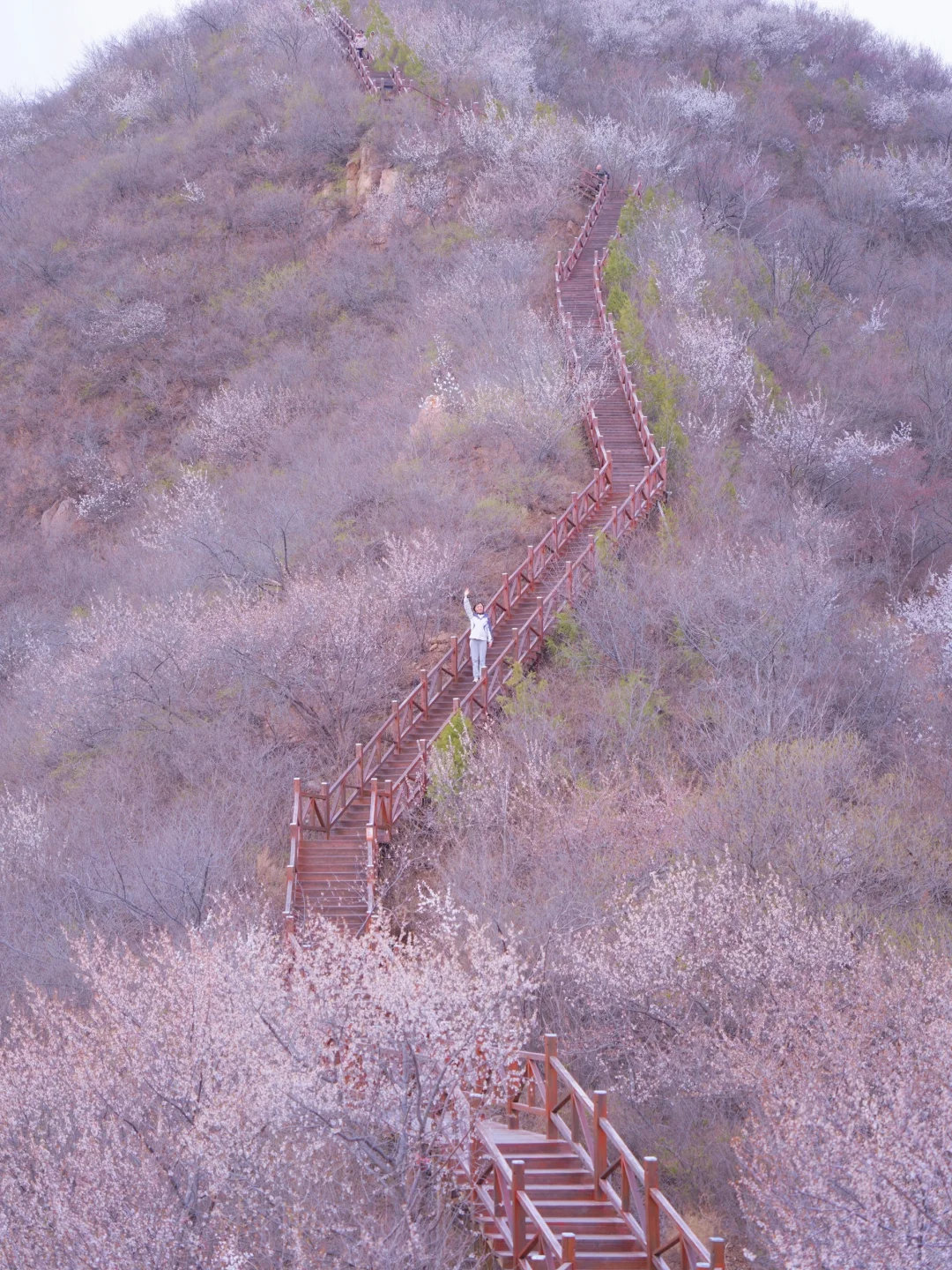 4.1实拍！京郊新开超美赏花栈道，附攻略