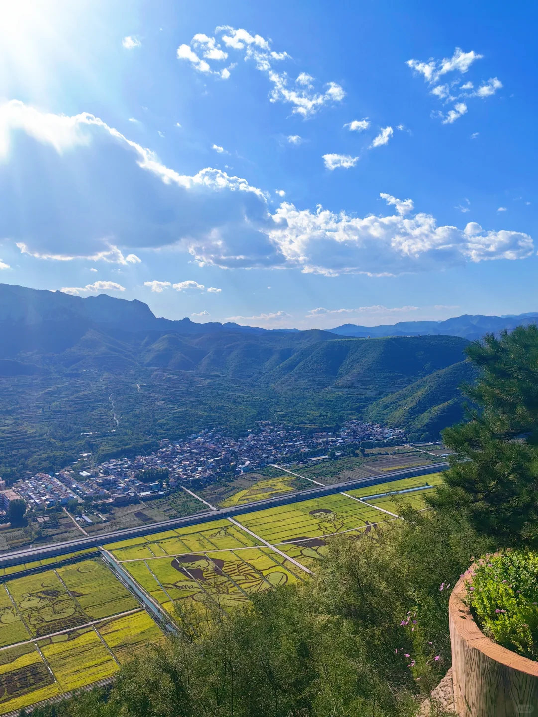 邯郸‖免费的稻田画也太美了吧！