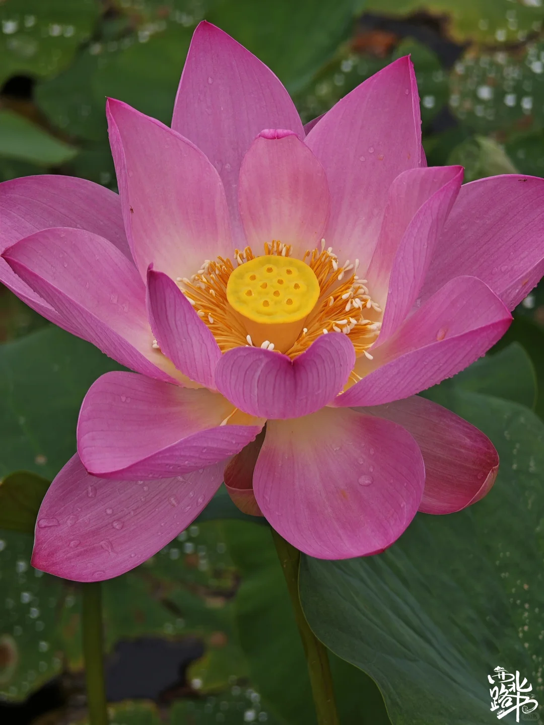 🌸【宁夏全年赏花地图｜承包你一整年的浪漫