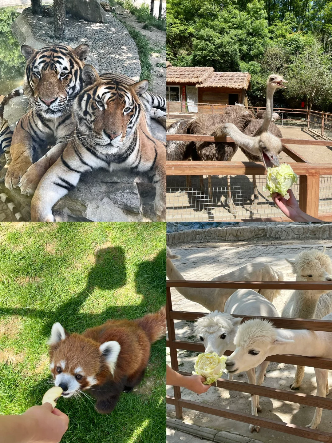 栾川！！让我好像走进了动漫里！