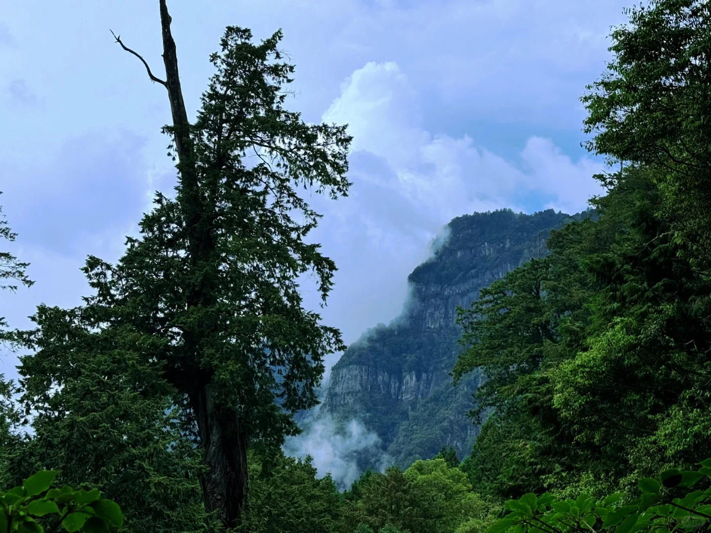 阿里山｜女生独行当日往返｜交通、景点、装备