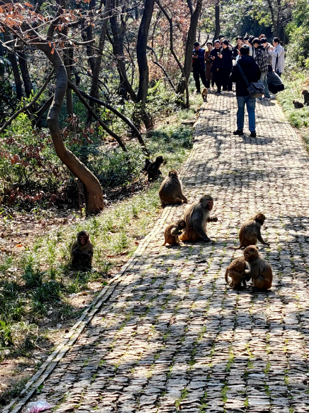 今日上方山森林公园实况猴子很多郁金香