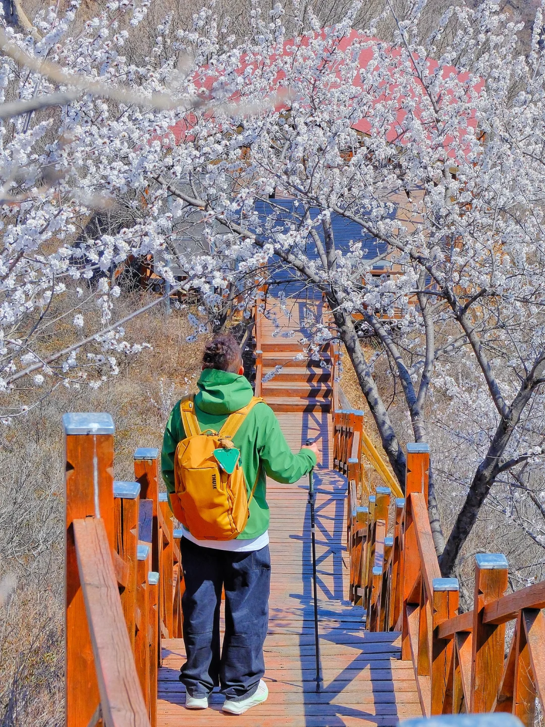 4.1实况🚗1.5h|绝美赏花栈道🌸美得不像话