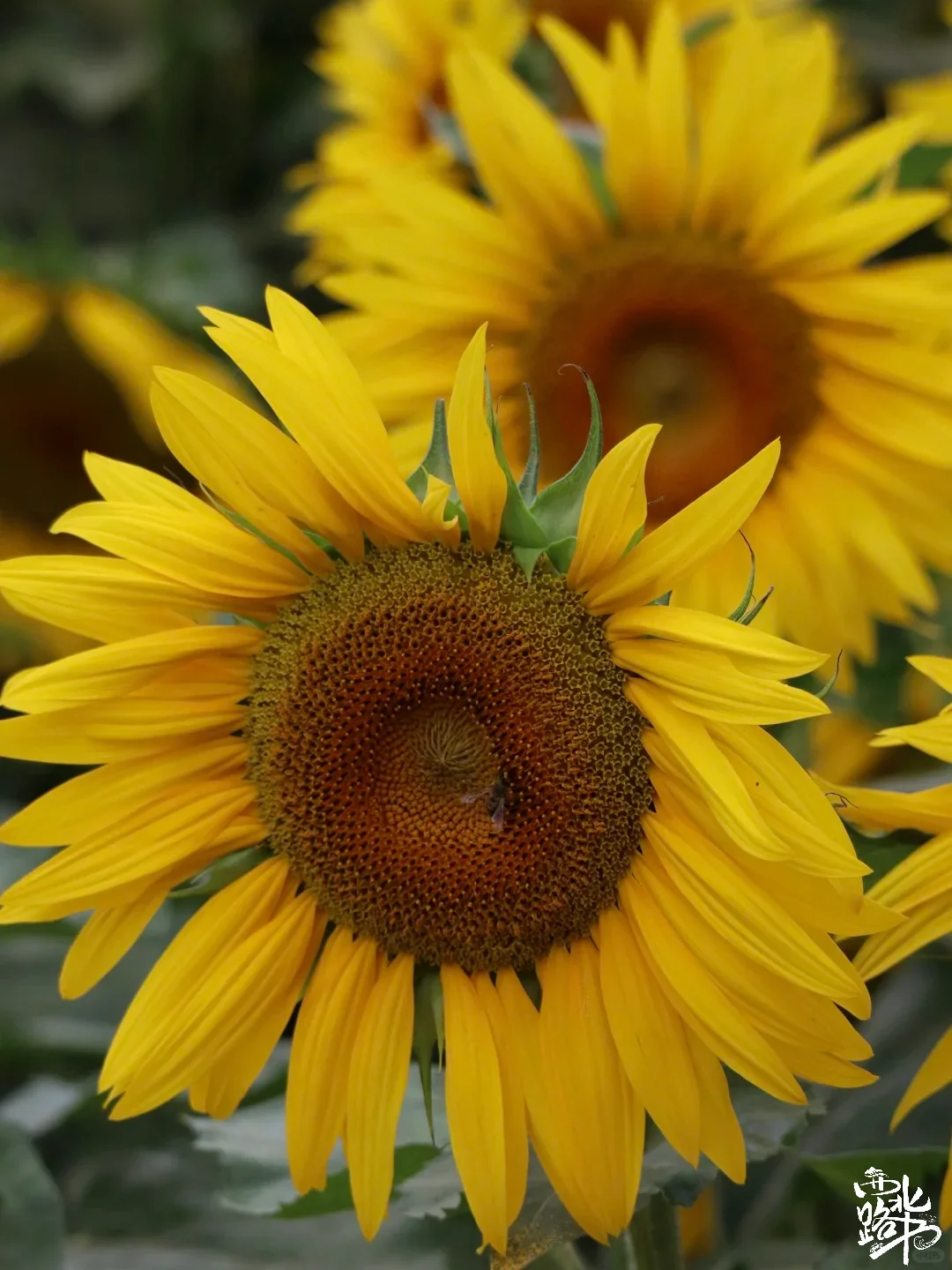 🌸【宁夏全年赏花地图｜承包你一整年的浪漫
