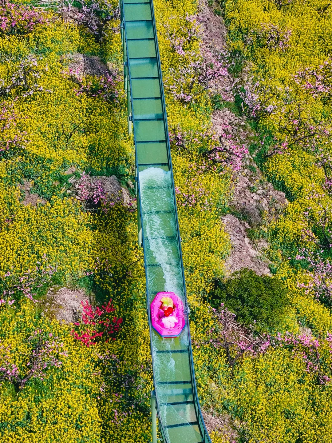 杭州出发1小时，坐上开往春天的花海小火车