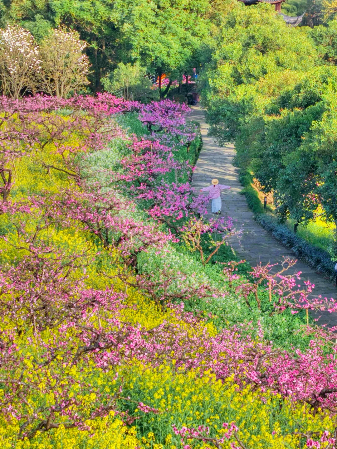 杭州出发1小时，坐上开往春天的花海小火车