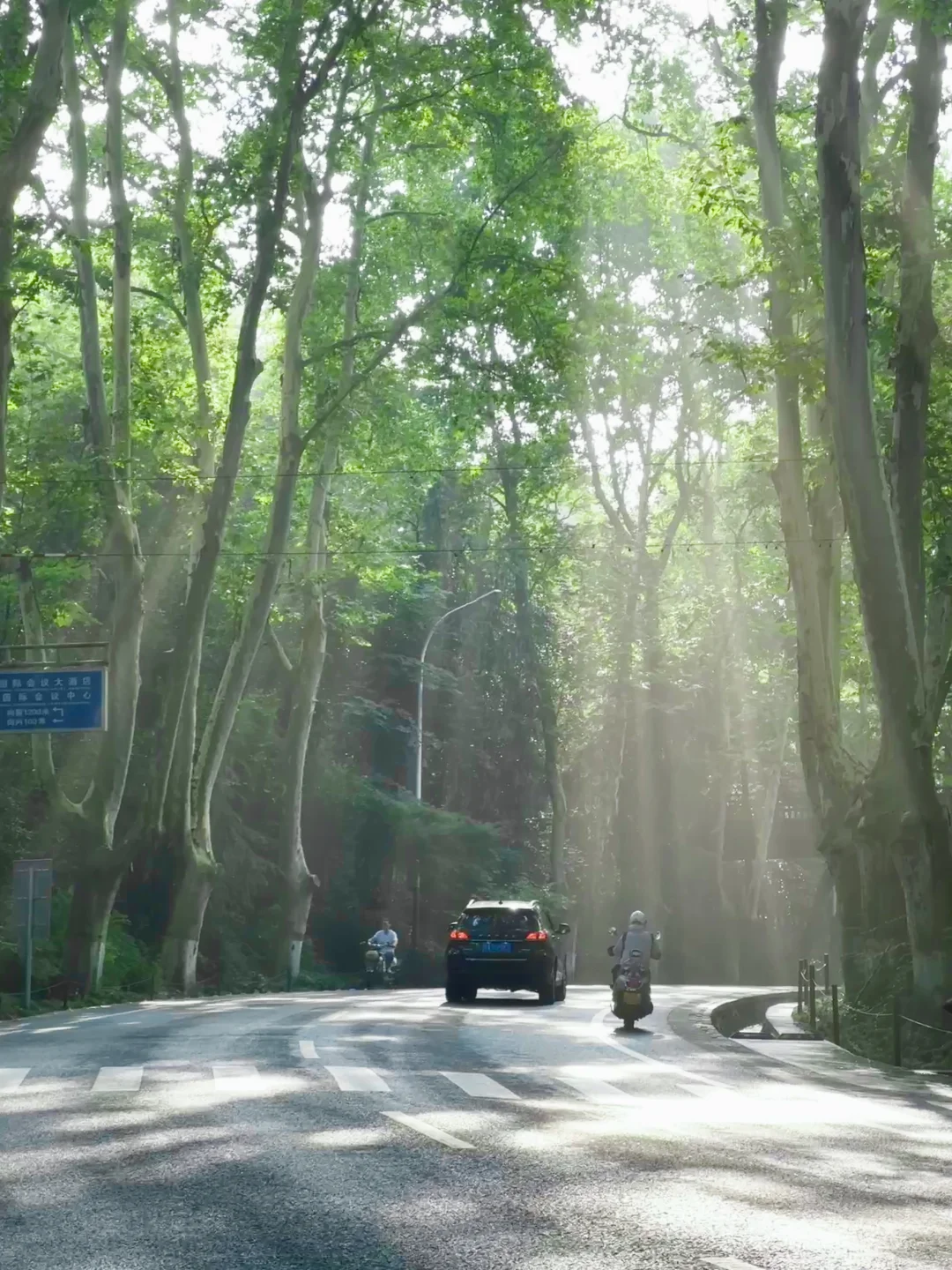 live！夏天的梧桐大道永远是封神的存在