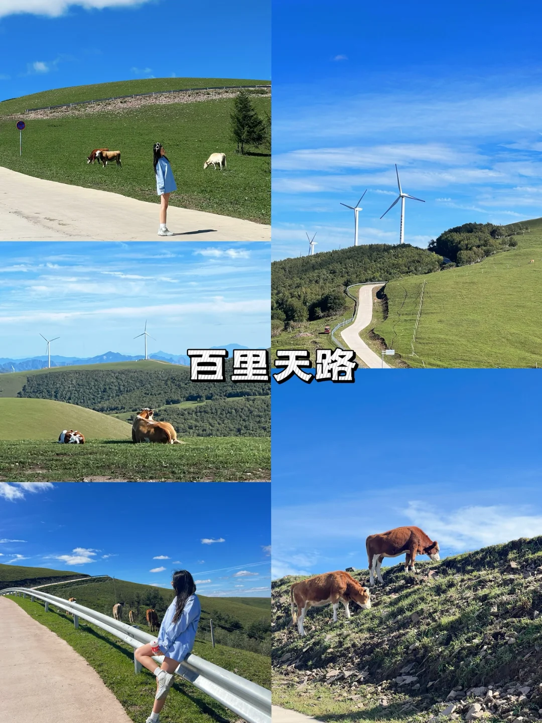 草原避暑/承德丰宁坝上草原