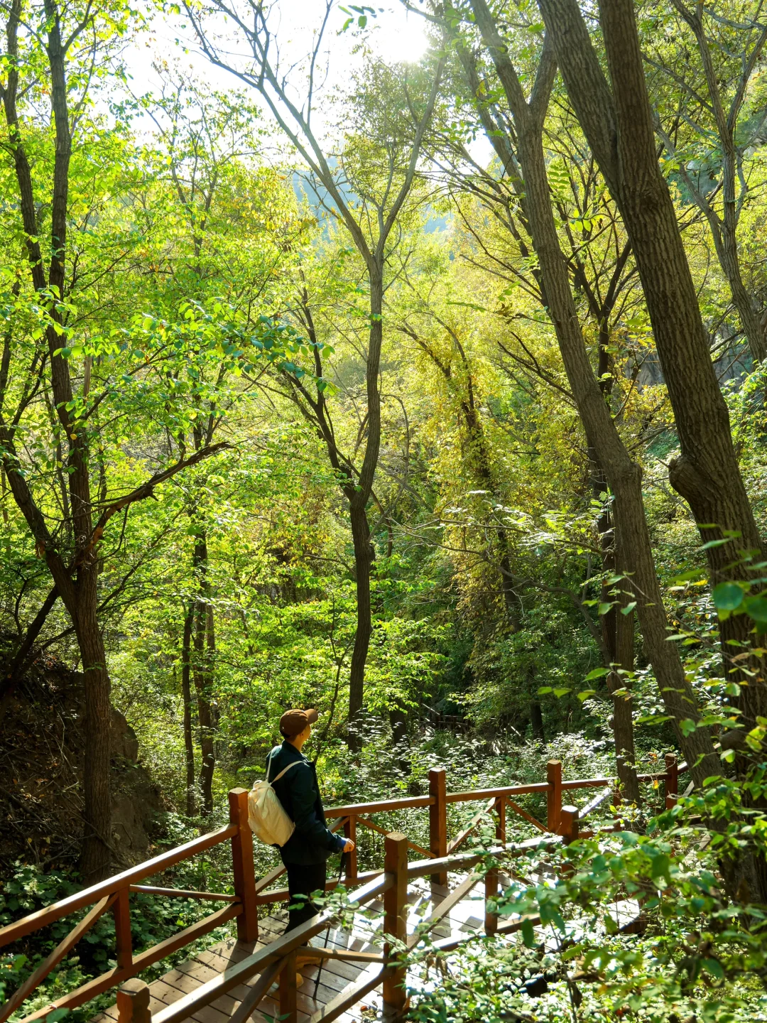 4.1云端步道正式开放❗️清明春游好去处