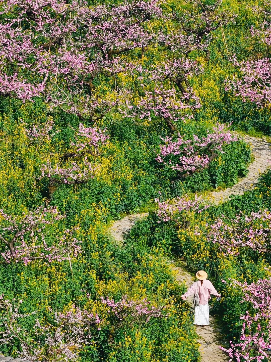 杭州出发1小时，坐上开往春天的花海小火车