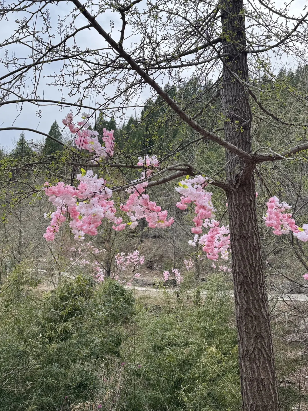 临沂！自驾直达山顶的4A级景区