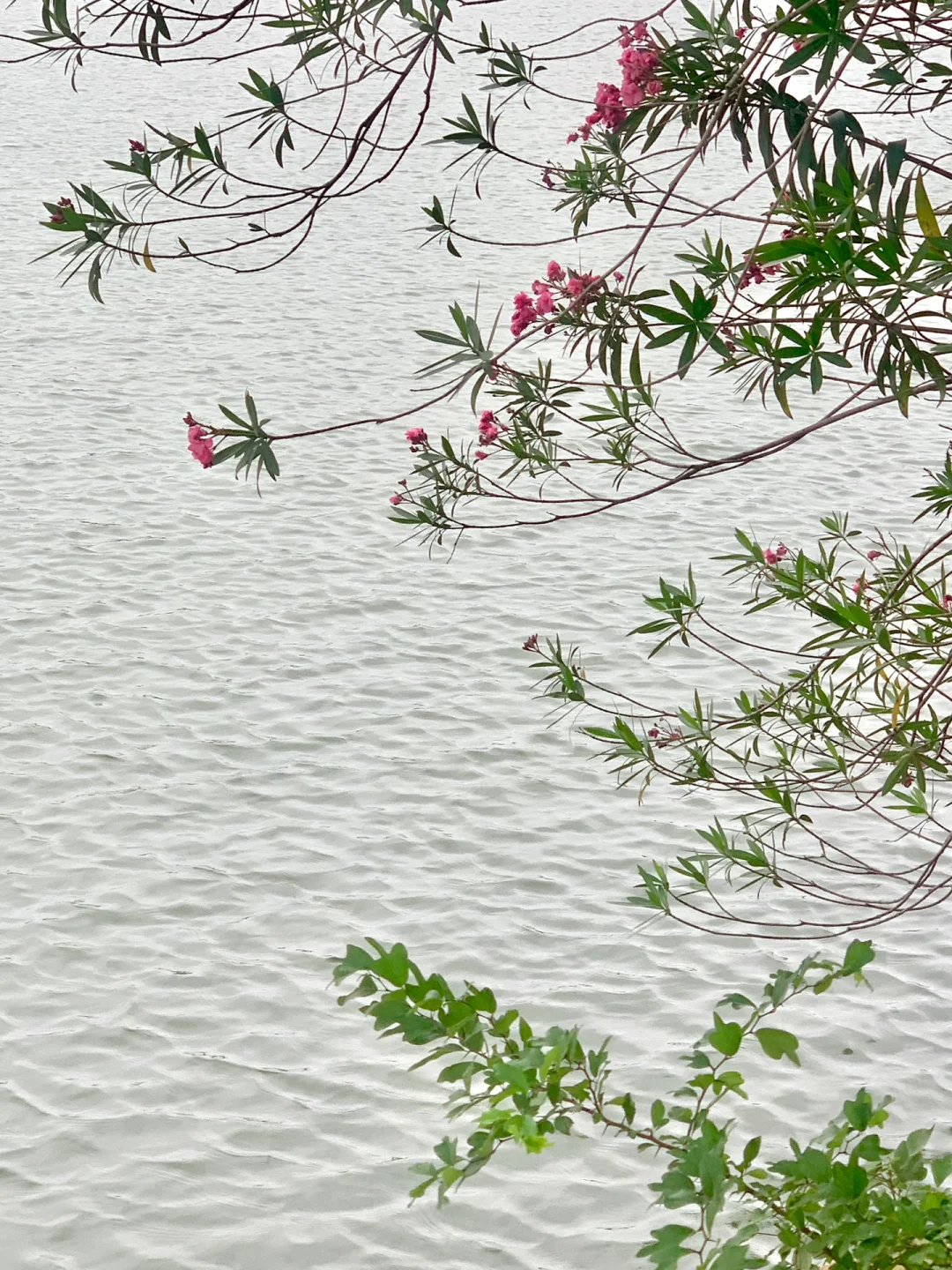 在武汉花的最值的13块钱🌲……