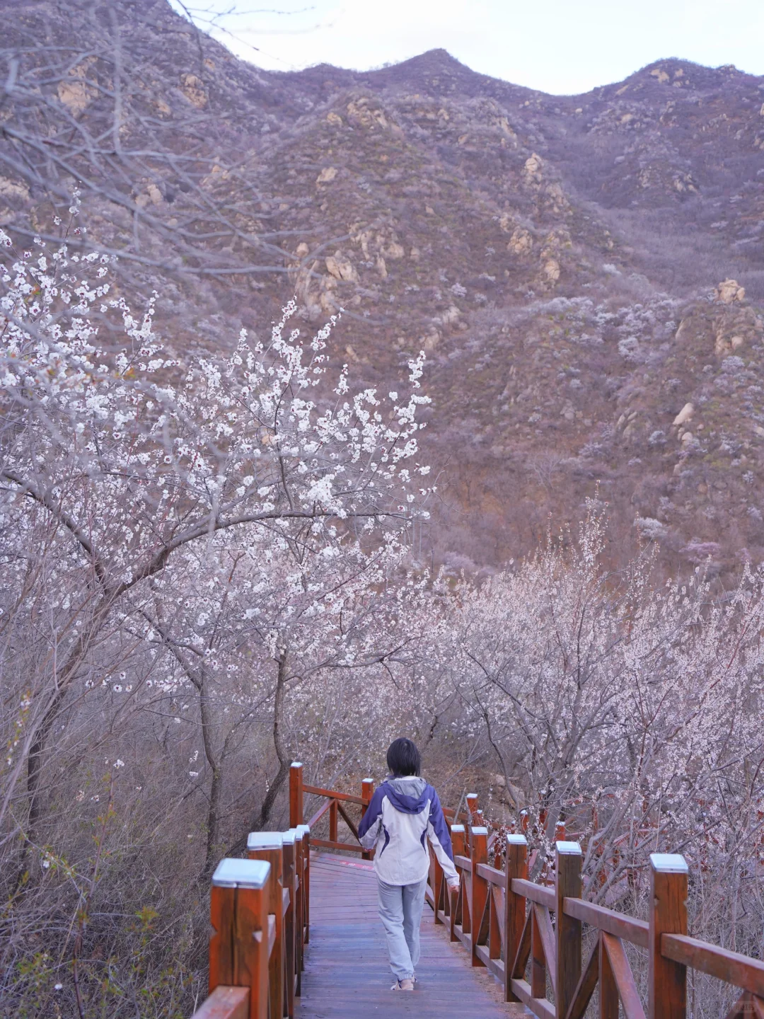 4.1实拍！京郊新开超美赏花栈道，附攻略