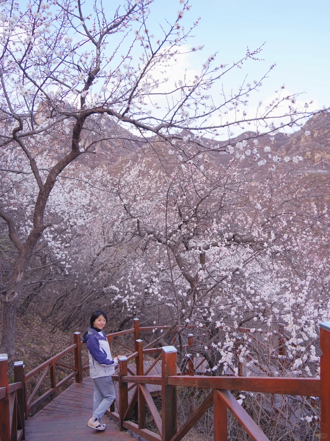 4.1实拍！京郊新开超美赏花栈道，附攻略