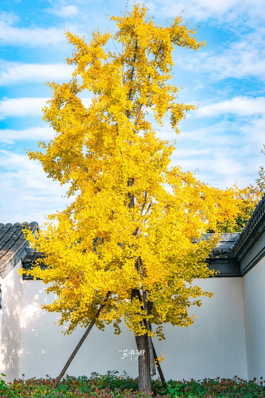 美哭了‼️不是苏州是宿州｜冷门小城太宝藏