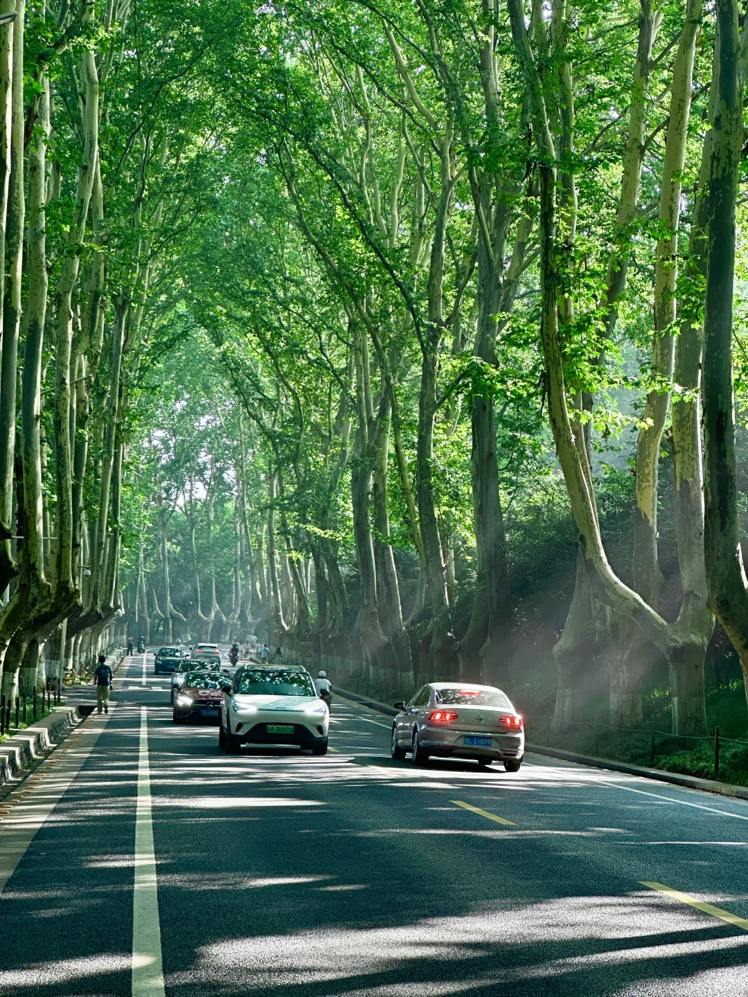 live！夏天的梧桐大道永远是封神的存在