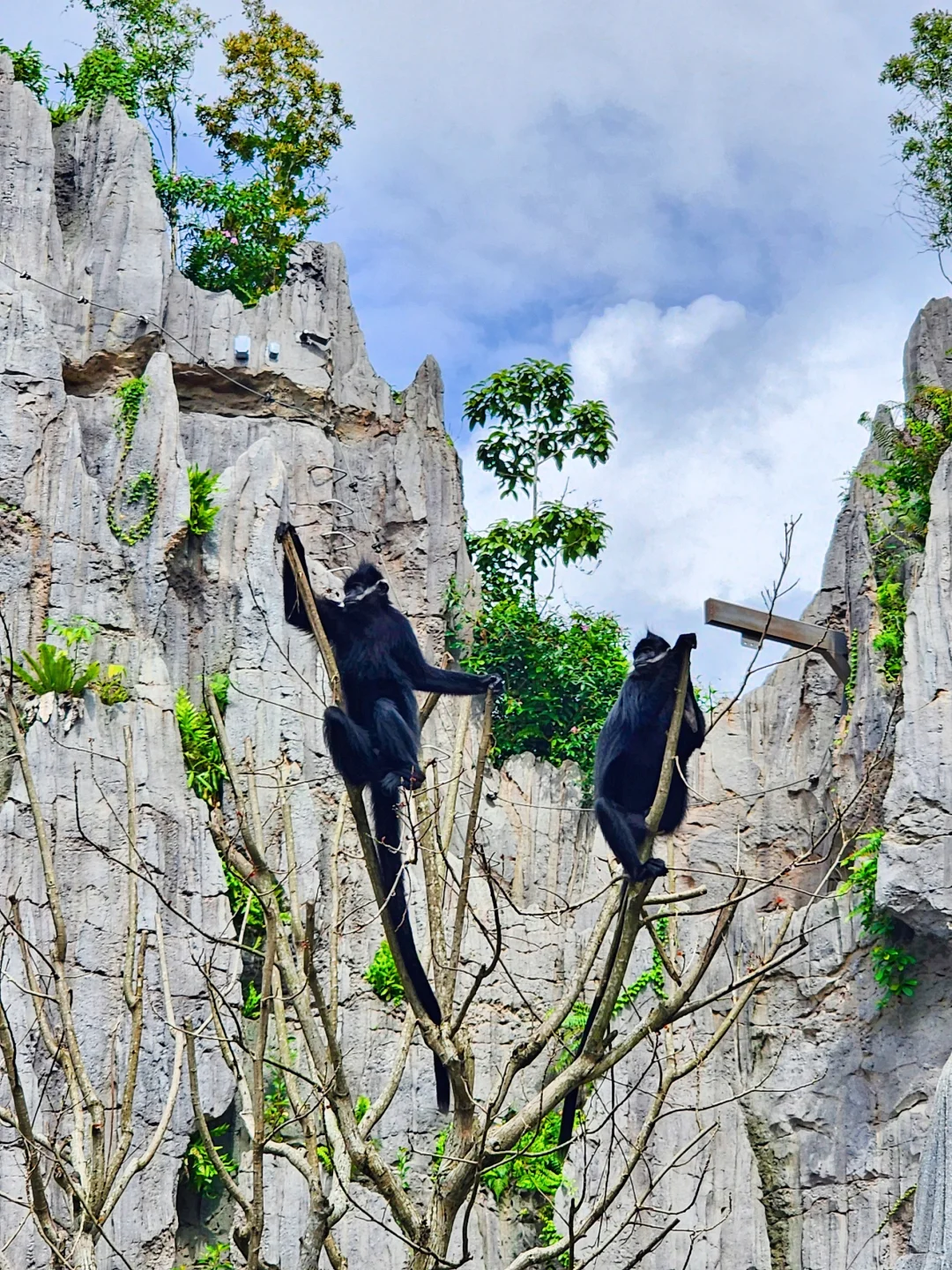 新加坡全新景点｜徒步探险！也太好拍了吧！