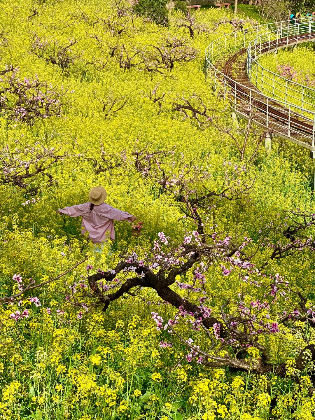 杭州出发1小时，坐上开往春天的花海小火车